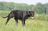 DOGUE ALLEMAND 521